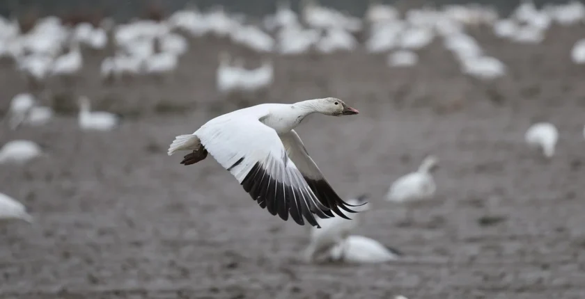 Satış Ortaklığı (Affiliate Marketing): Güvenle Tavsiye Edin (Kapsamlı Rehber)