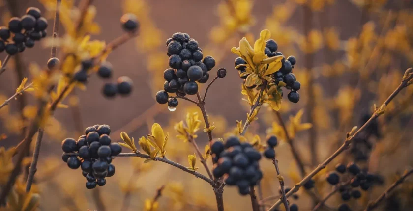 Dijital Kapıyı Aralamak: Blog Açma Rehberi